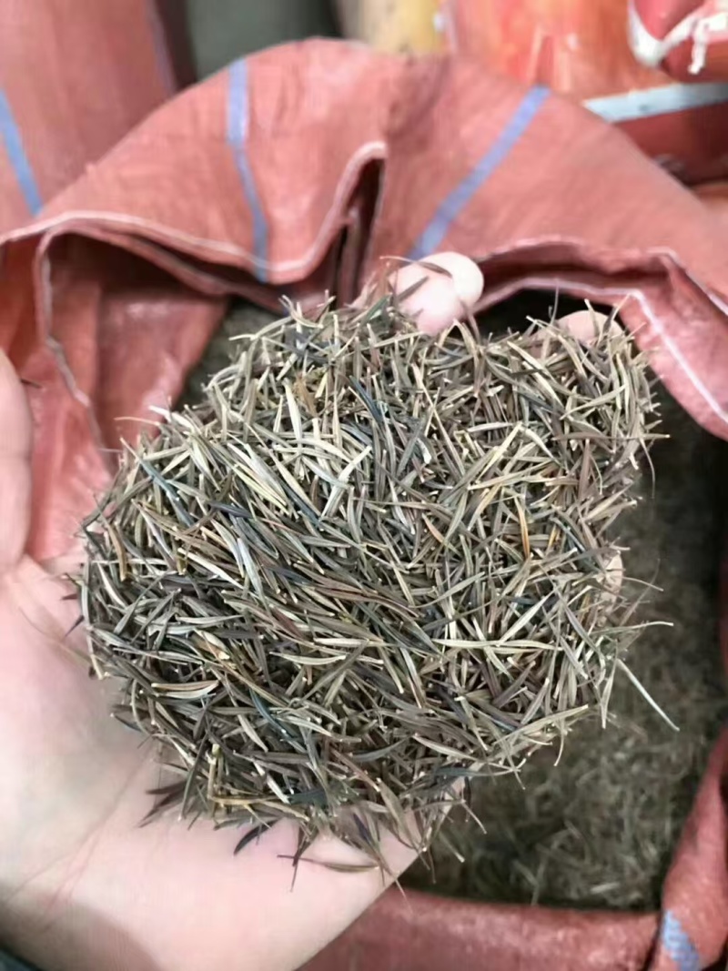 精品波斯菊种子多重人工分拣提取优质花种提供种植技术