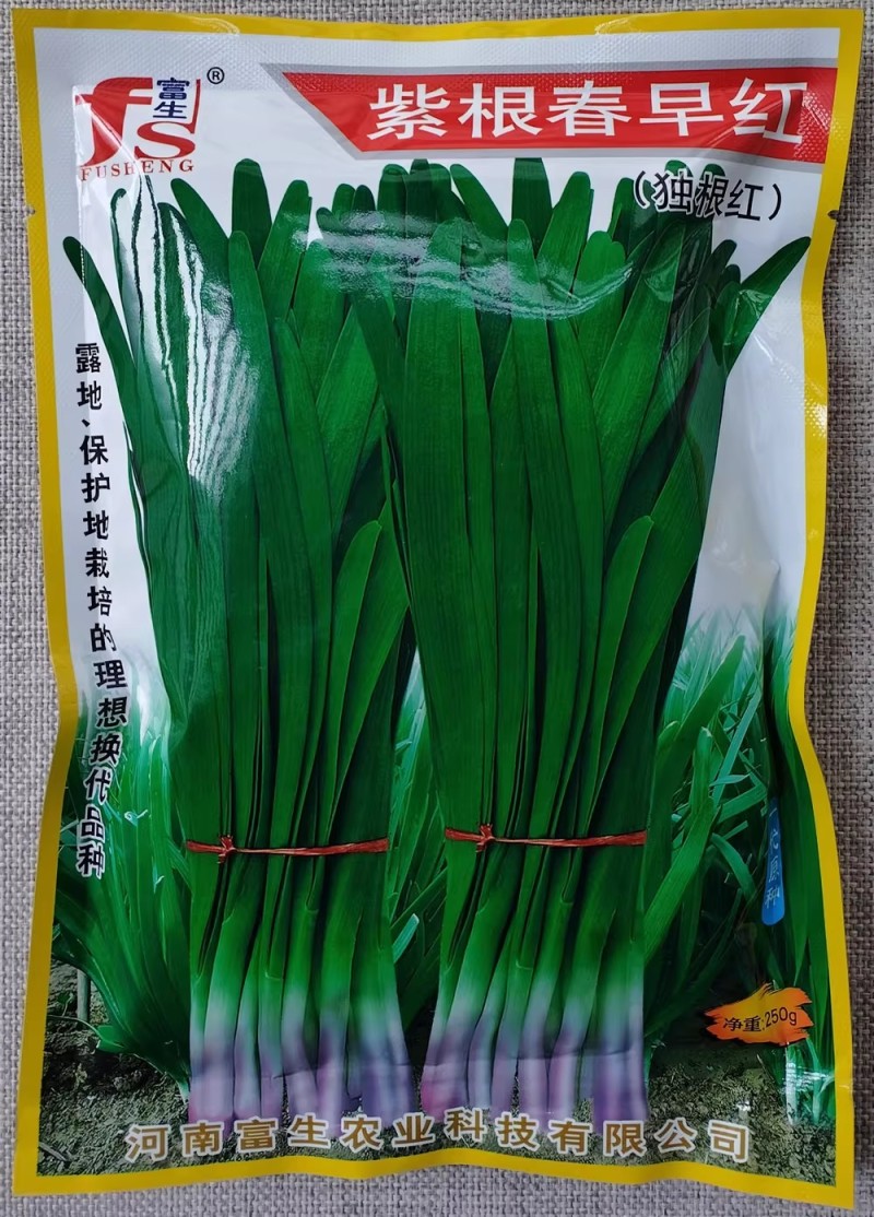 紫根春早红韭菜种子肥厚宽大辛辣味浓耐寒高产独根红韭菜种籽