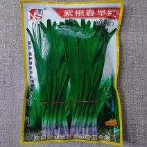 紫根春早红韭菜种子肥厚宽大辛辣味浓耐寒高产独根红韭菜种籽