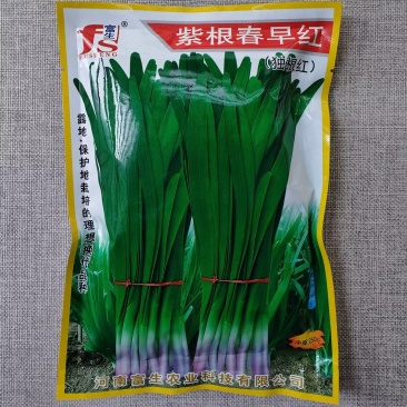 紫根春早红韭菜种子肥厚宽大辛辣味浓耐寒高产独根红韭菜种籽
