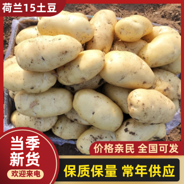 荷兰十五土豆一两半以上精品已大量上市质优价廉欢迎来电!