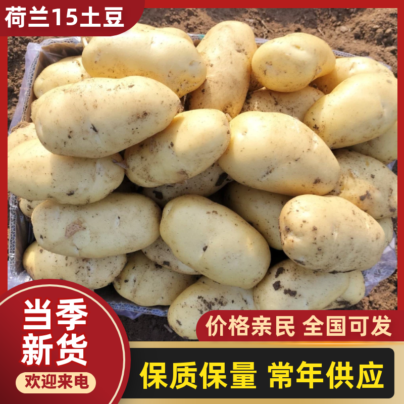 荷兰十五土豆一两半以上精品已大量上市质优价廉欢迎来电!