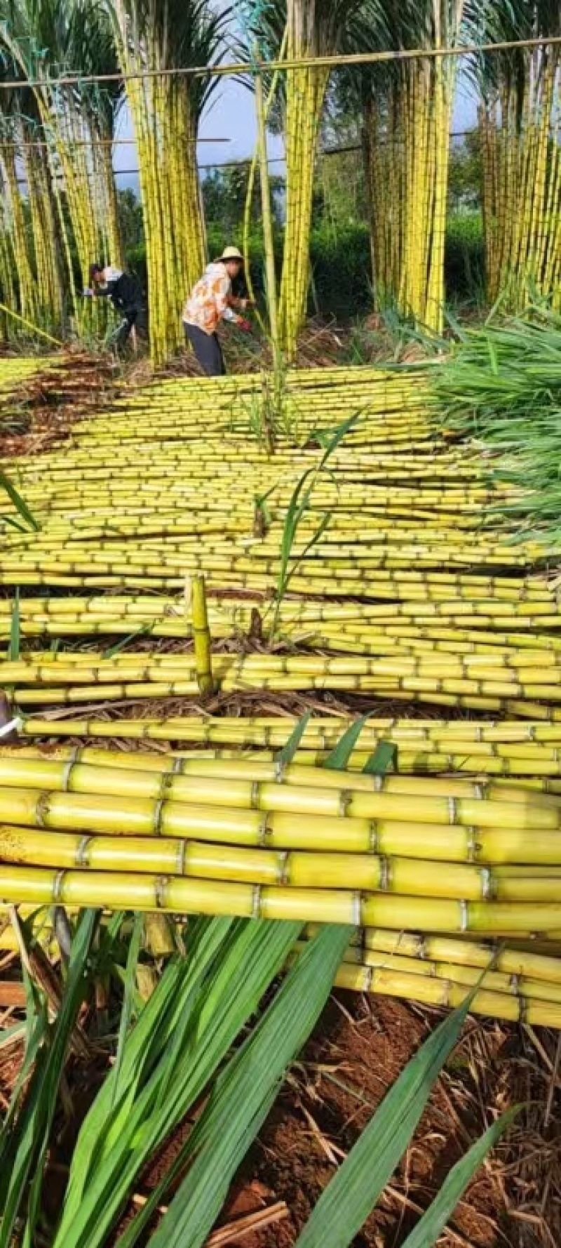 云南黄皮甘蔗基地一手货源全国发货保质保量可视频