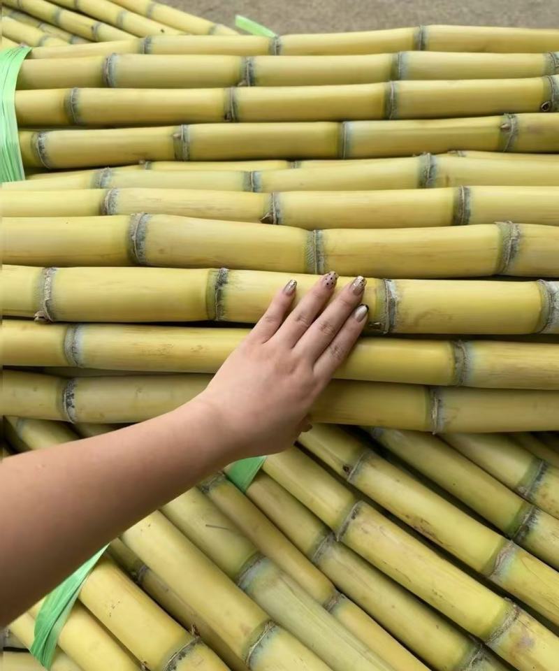 云南黄皮甘蔗基地一手货源全国发货保质保量可视频