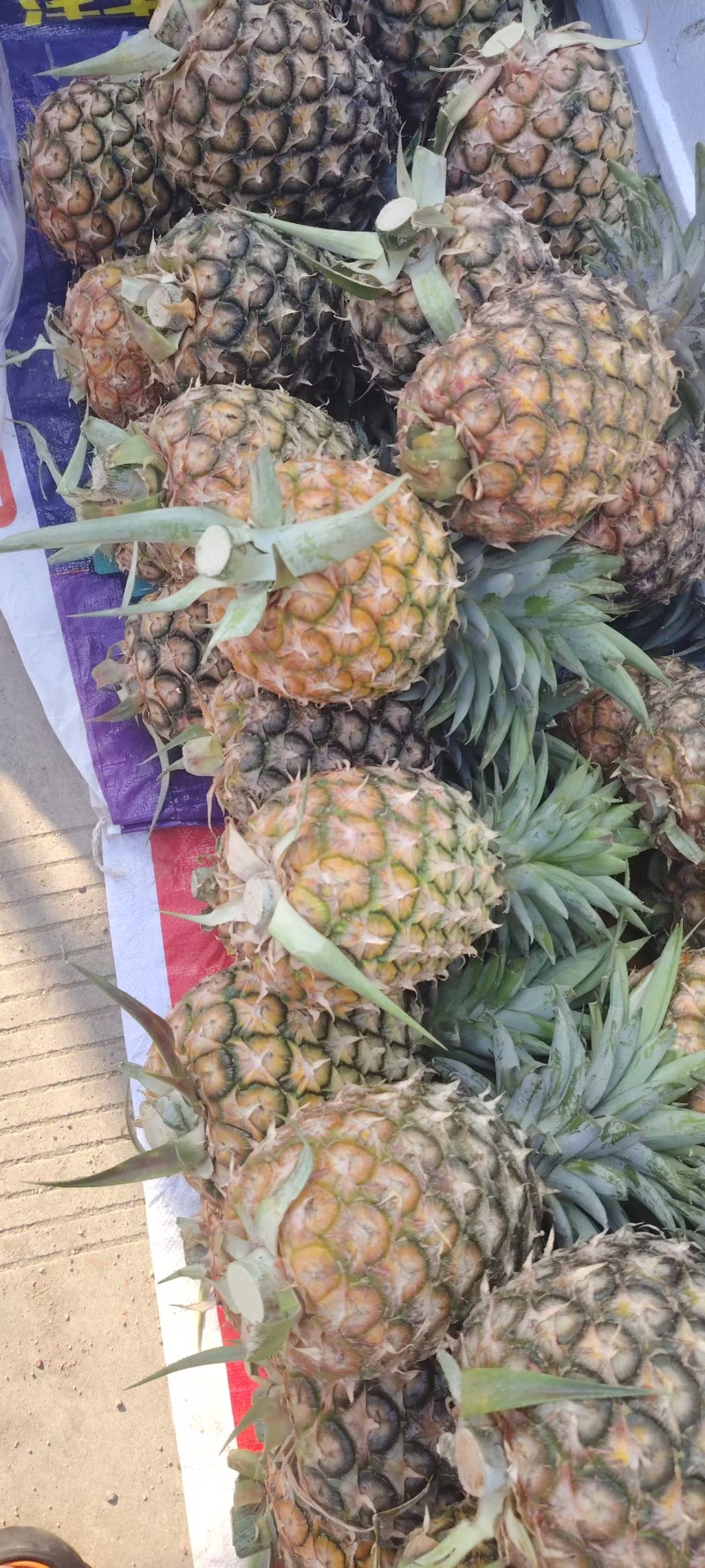 云南菠萝精品无眼凤梨全国发货量大价优可视频看货