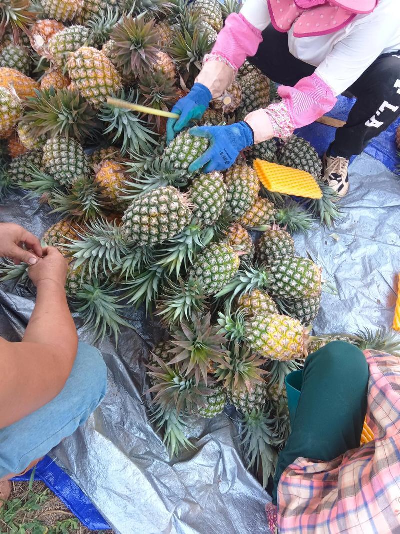 云南菠萝精品无眼凤梨全国发货量大价优可视频看货