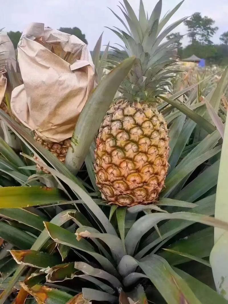 云南菠萝精品无眼凤梨全国发货量大价优可视频看货