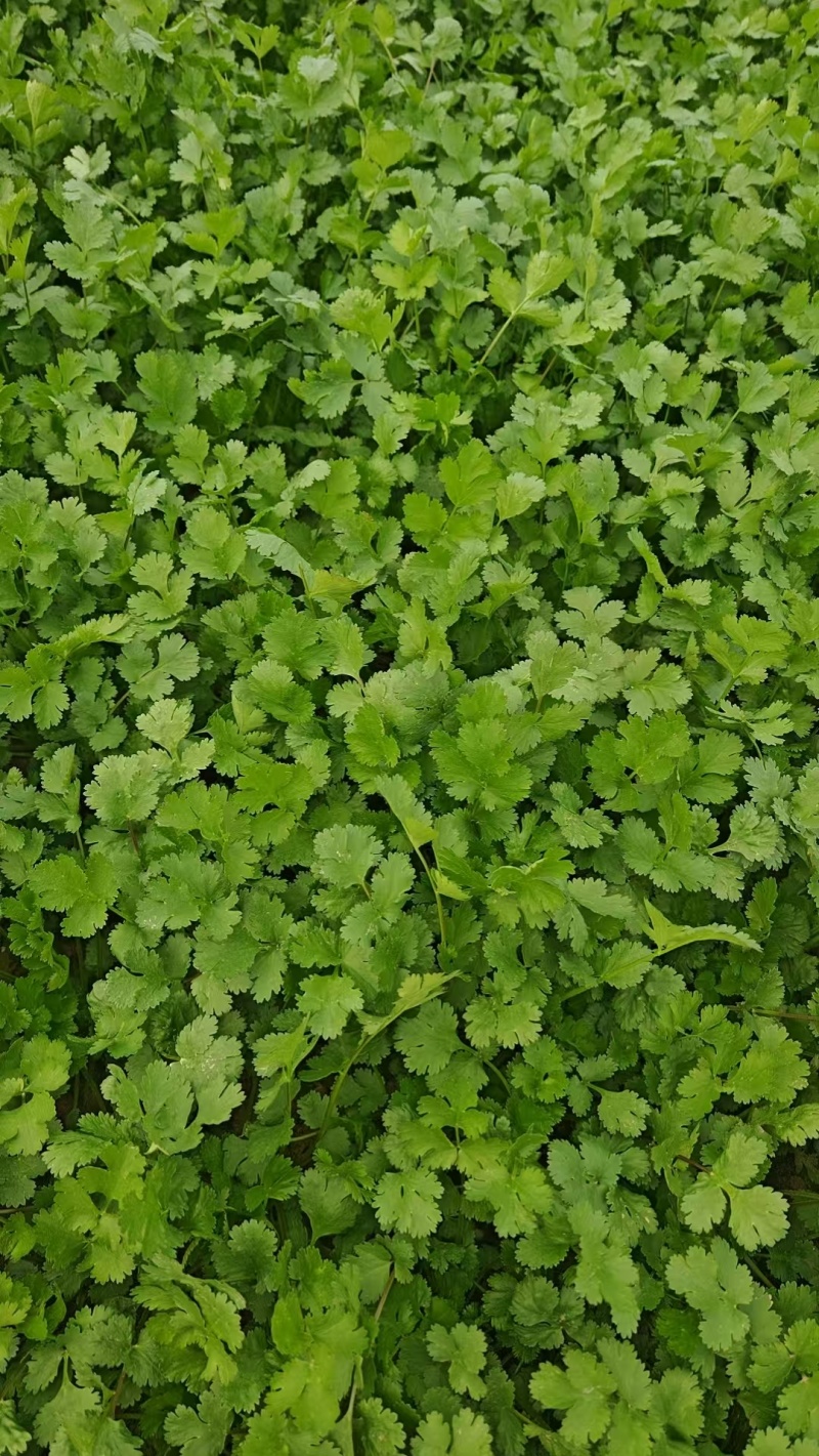 【热卖中】山东香菜铁杆青香菜产地一手货源稳定供应市场批发