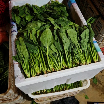 山东鄄城菠菜/大叶菠菜/产地一手货源/大量供应/欢迎来电