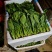 山东鄄城菠菜/大叶菠菜/产地一手货源/大量供应/欢迎来电
