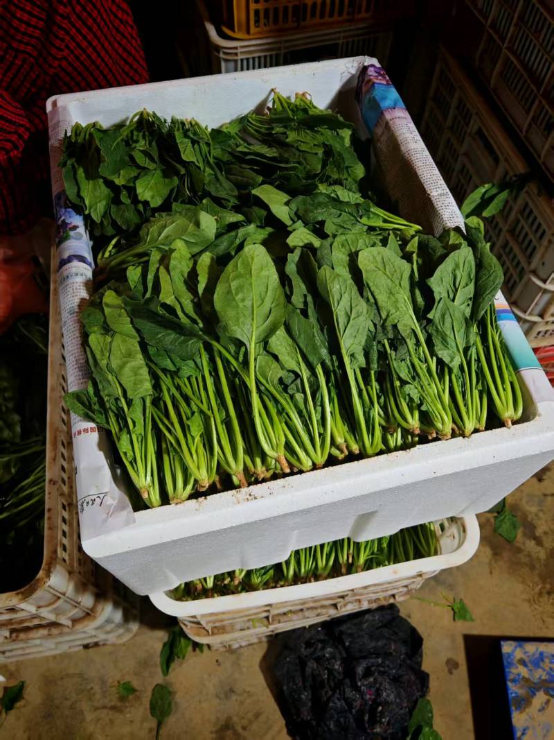 山东鄄城菠菜/大叶菠菜/产地一手货源/大量供应/欢迎来电