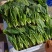 山东鄄城菠菜/大叶菠菜/产地一手货源/大量供应/欢迎来电
