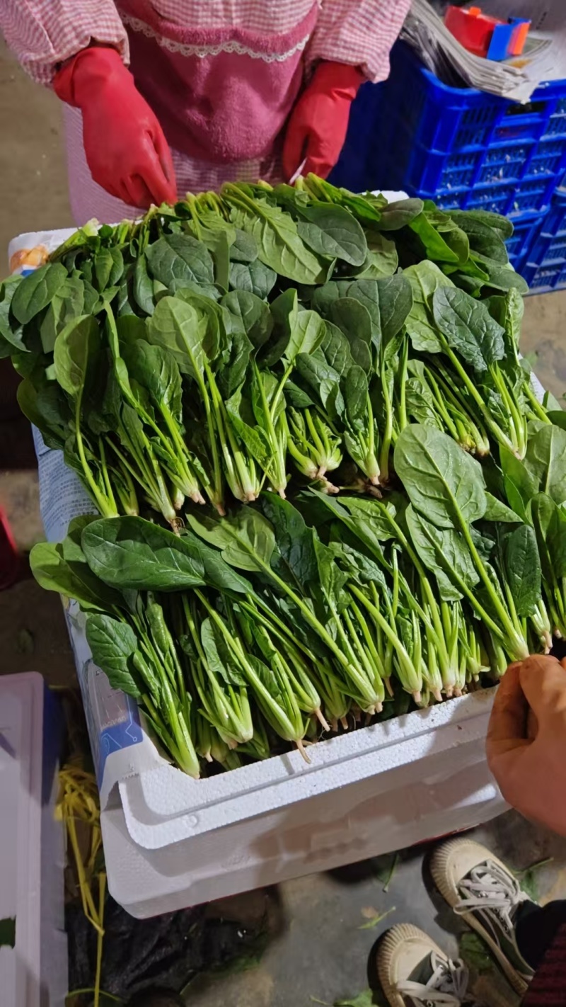 山东鄄城菠菜/大叶菠菜/产地一手货源/大量供应/欢迎来电