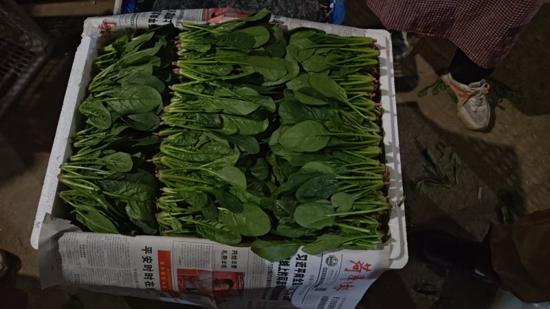 山东鄄城菠菜/大叶菠菜/产地一手货源/大量供应/欢迎来电