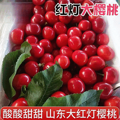 山东红灯大樱桃/对接电商平台/供应链/常年供货/一件代发