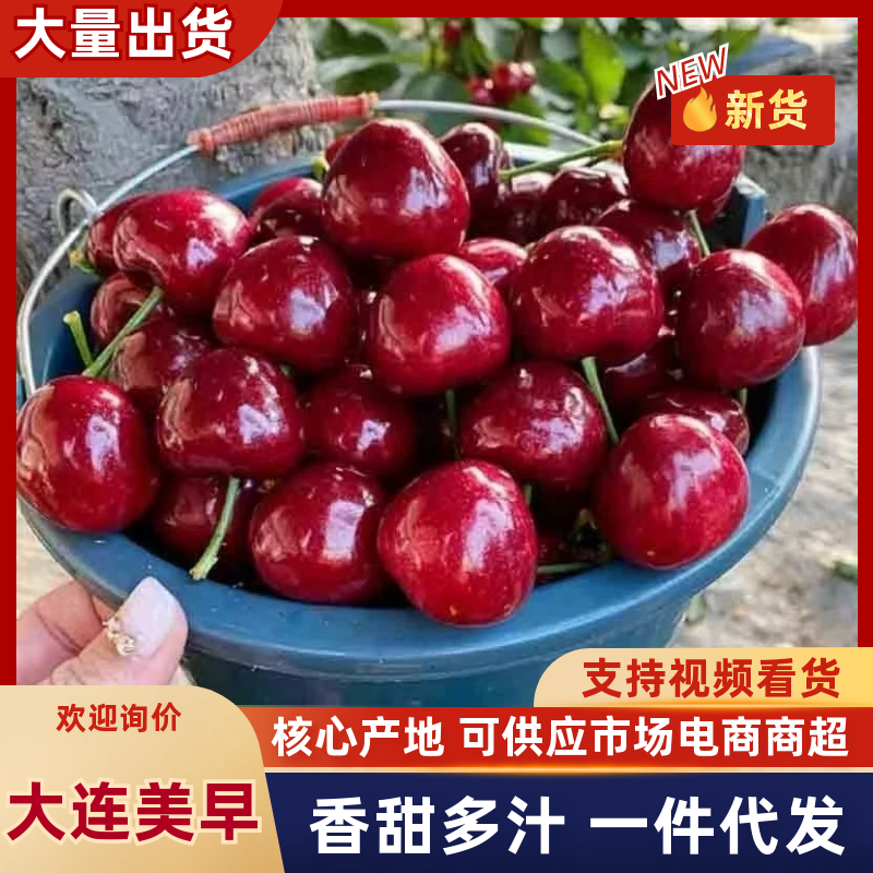 美早樱桃大量上市可批发可零售批承接团购电商全国发货