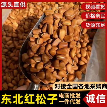 吉林松子批发老客户价大批量走货颗颗饱满可视频实地看货