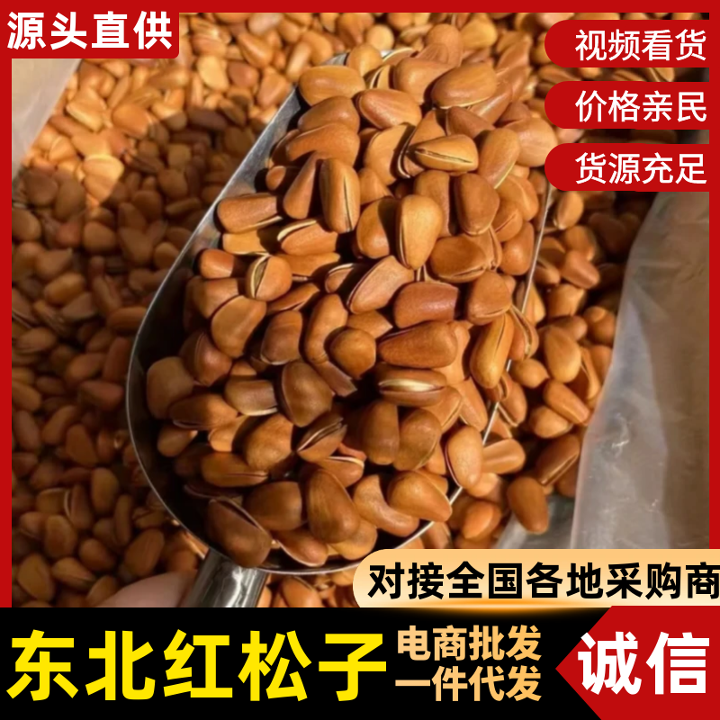 吉林松子批发老客户价大批量走货颗颗饱满可视频实地看货