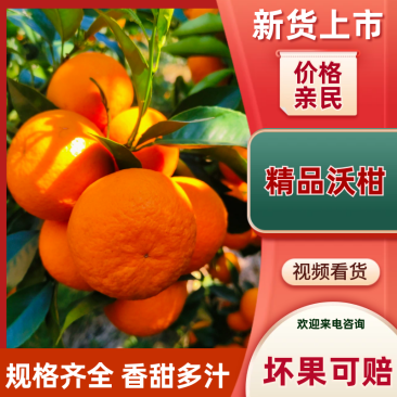 精品沃柑皮薄爆汁糖度高产地直发质量三包