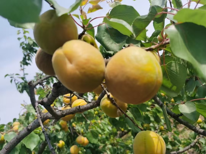 金太阳杏【大荔金太阳杏】诚信经营，客户至上！