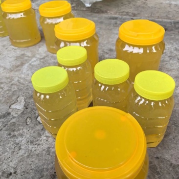 2026新蜜油菜花蜜自家养蜂场大量供应可视频看货