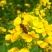 2026新蜜油菜花蜜自家养蜂场大量供应可视频看货