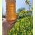 2026新蜜油菜花蜜自家养蜂场大量供应可视频看货