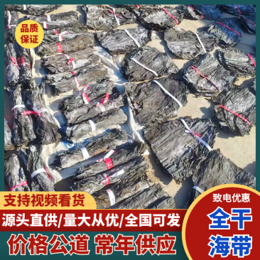 《山东海带》干海带海带头/烘干海带/现晒优质海带