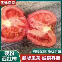 硬粉西红柿山东西红柿产地一手货源，规格齐全，价格来电可谈