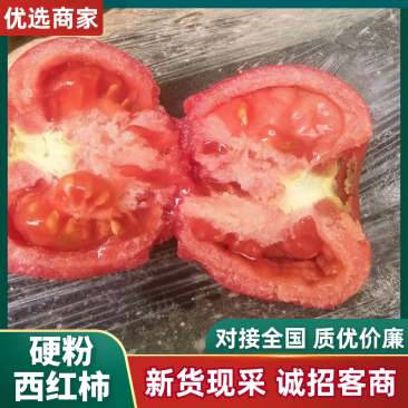 硬粉西红柿山东西红柿产地一手货源，规格齐全，价格来电可谈