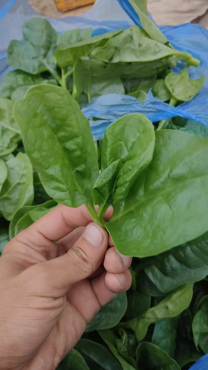 紫角叶木耳菜落葵产地直发量大从优可视频看货对接全国