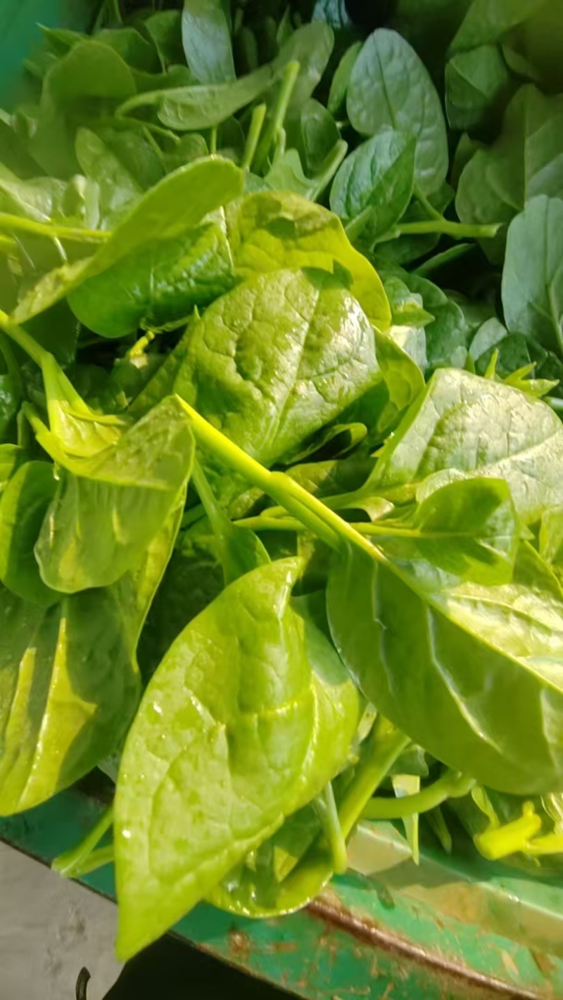 【热卖推荐】木耳菜落葵现采现发叶片肥厚一站式流程对接