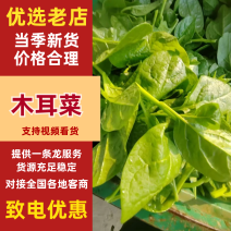 【热卖推荐】木耳菜落葵现采现发叶片肥厚一站式流程对接