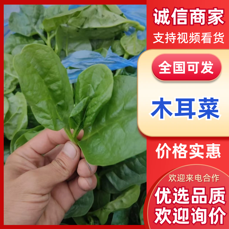 【热卖推荐】木耳菜落葵现采现发叶片肥厚一站式流程对接