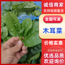 紫角叶木耳菜落葵产地直发量大从优可视频看货对接全国