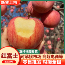 辽宁精品红富士苹果绥中苹果大量上市产地直供货源充