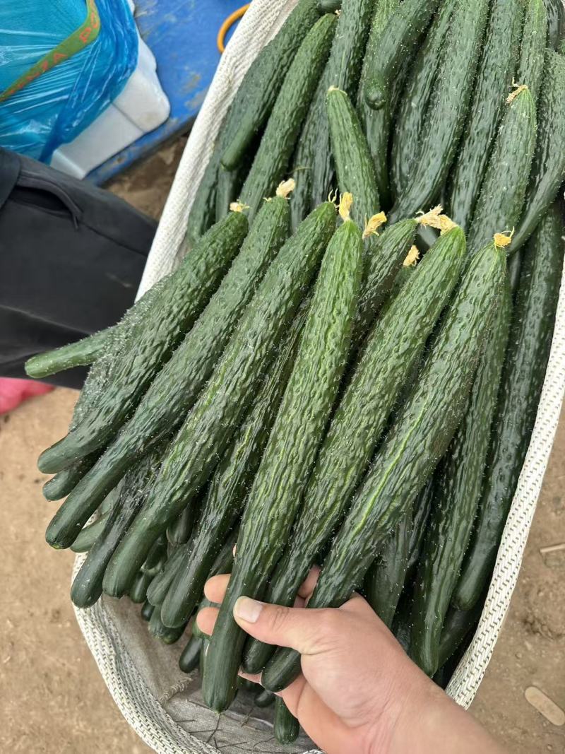 商丘夏邑密刺黄瓜大量上市，质量保证价格合理童叟无欺