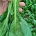 山东精品大叶菠菜大量上市规格齐全承接市场商超饭店