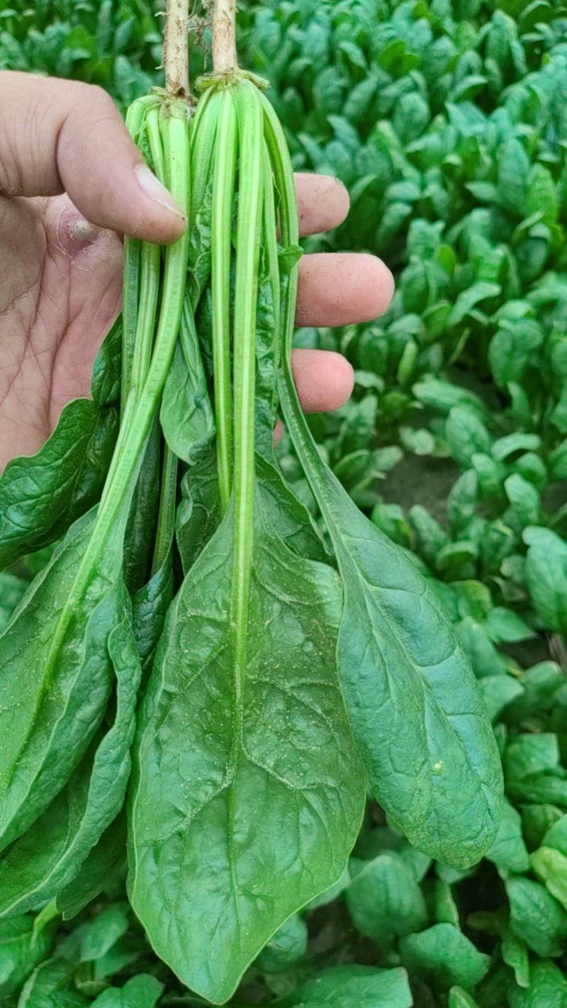 山东精品大叶菠菜大量上市规格齐全承接市场商超饭店