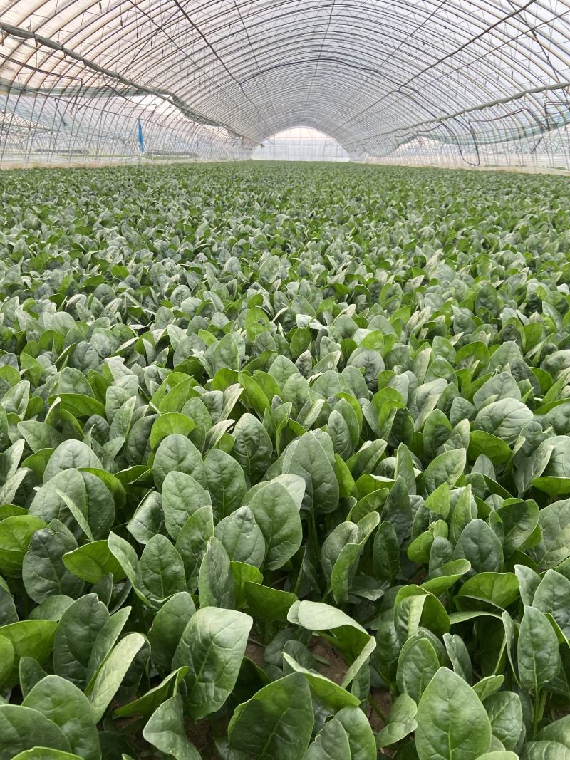山东精品大叶菠菜大量上市规格齐全承接市场商超饭店