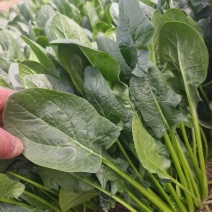 山东精品大叶菠菜大量上市规格齐全承接市场商超饭店