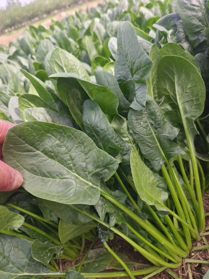 山东精品大叶菠菜大量上市规格齐全承接市场商超饭店
