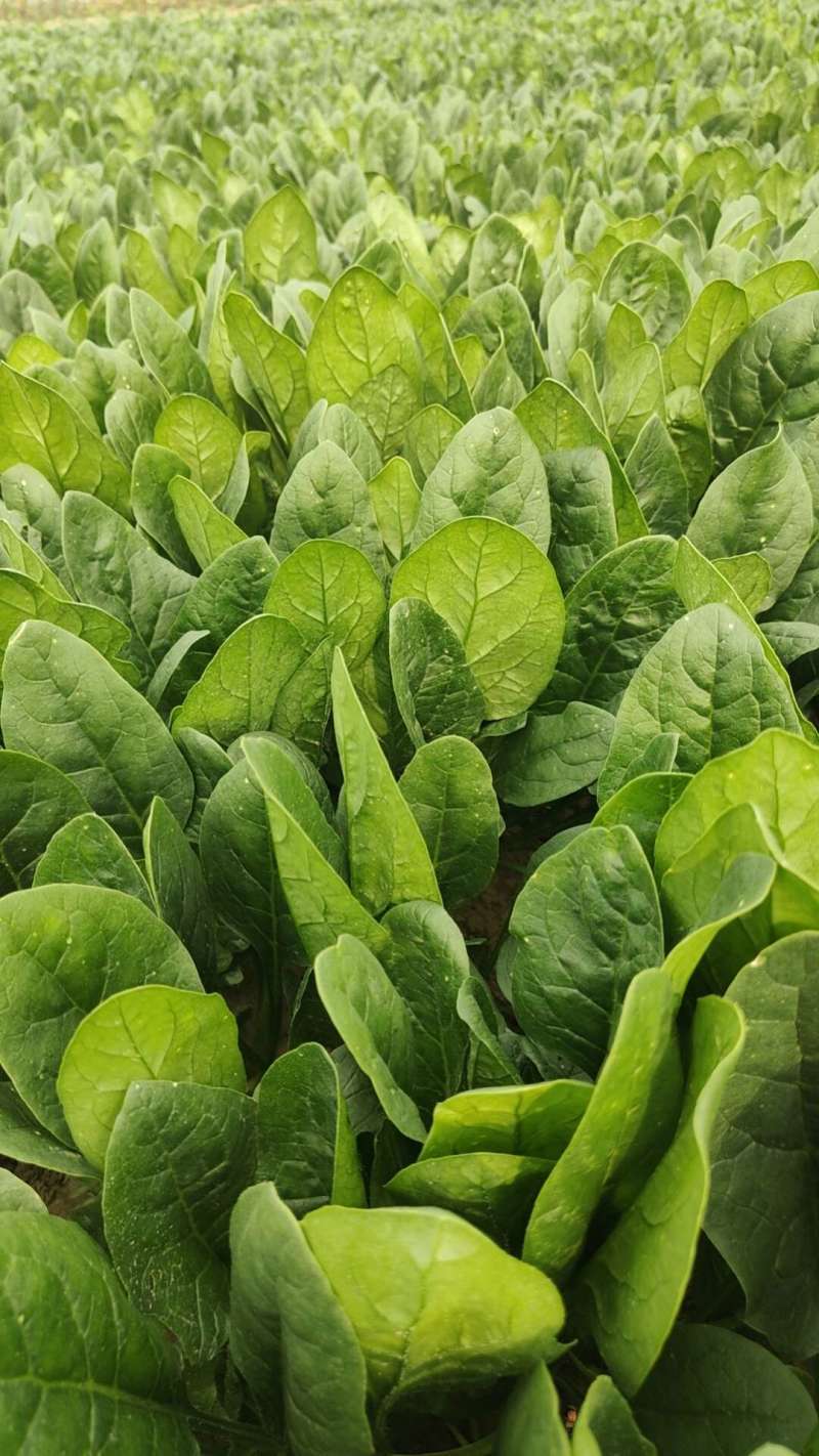 山东精品大叶菠菜大量上市规格齐全承接市场商超饭店