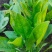 山东精品大叶菠菜大量上市规格齐全承接市场商超饭店