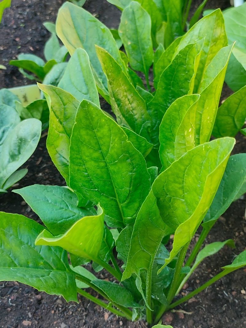 山东精品大叶菠菜大量上市规格齐全承接市场商超饭店