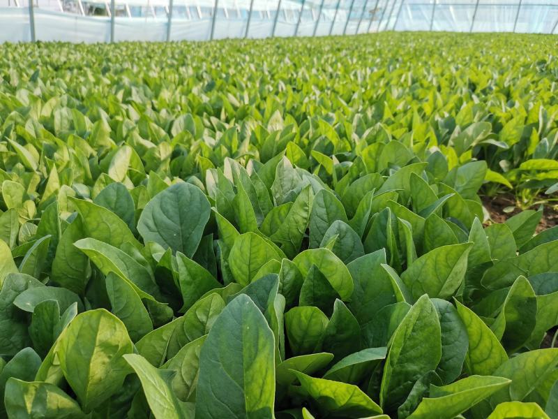 山东精品大叶菠菜大量上市规格齐全承接市场商超饭店