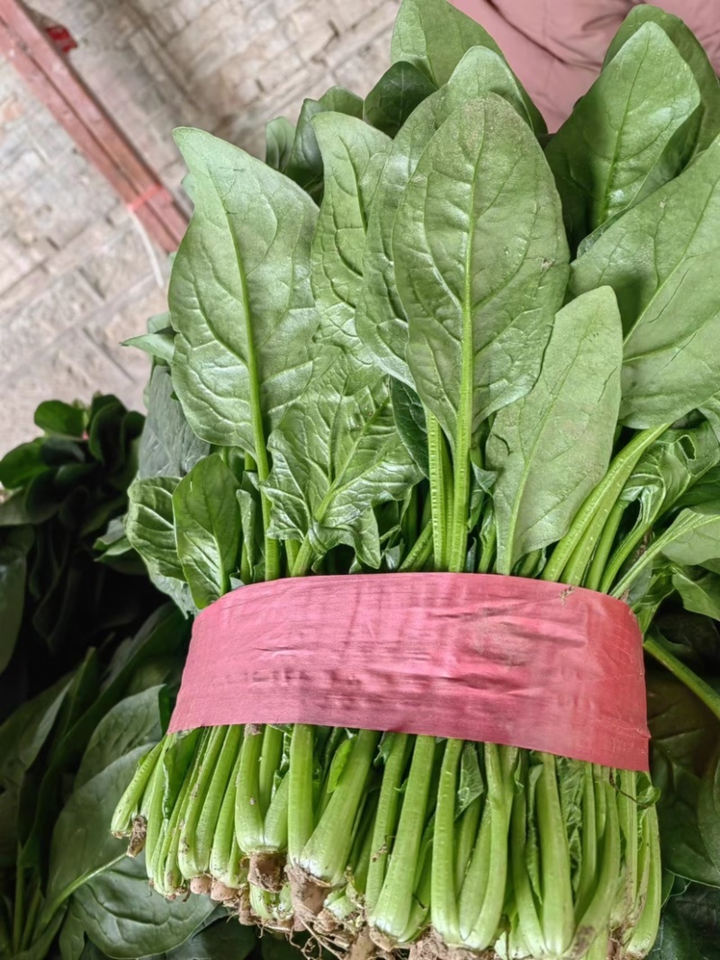 精品小叶菠菜货源充足服务周到欢迎来电洽谈合作
