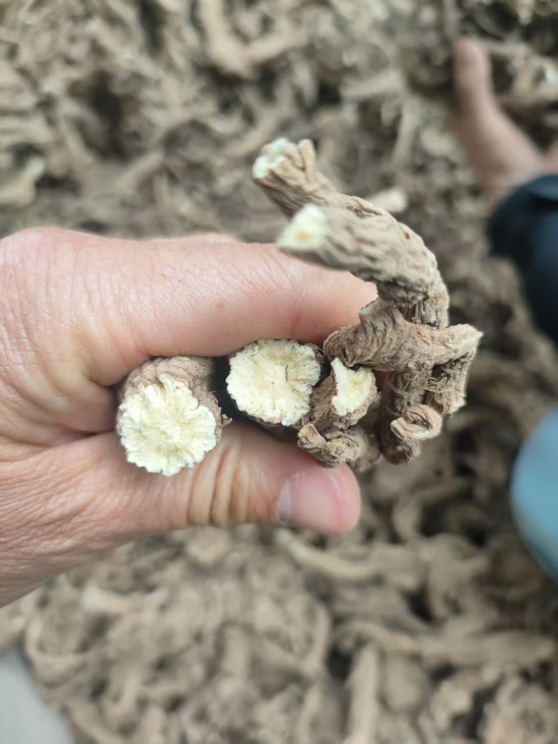 甘肃华亭肉独活新货品质保证量大从优，价格可谈支持视频看货
