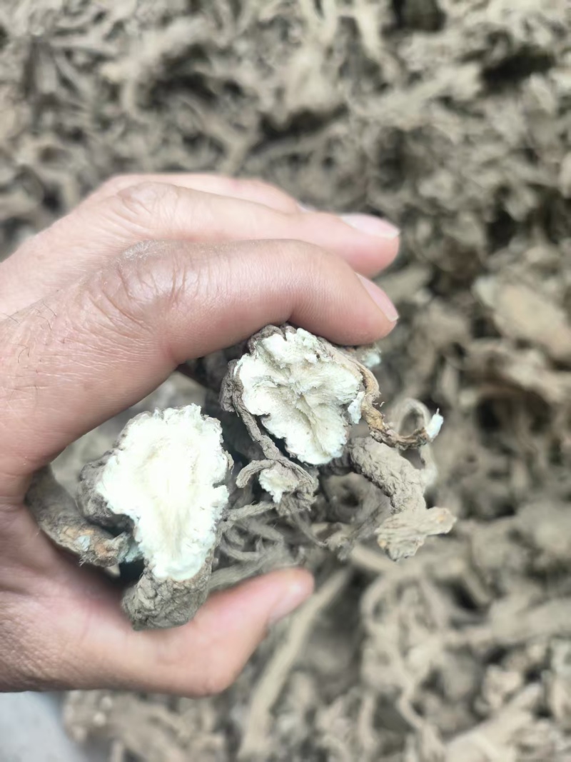 甘肃华亭肉独活新货品质保证量大从优，价格可谈支持视频看货