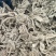 甘肃华亭肉独活新货品质保证量大从优，价格可谈支持视频看货